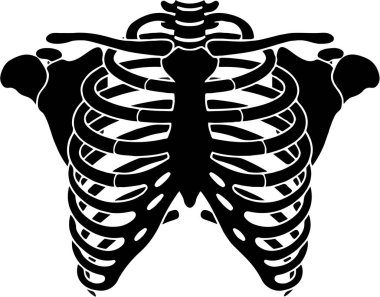 İnsan göğüs kafesi iskeleti anatomisinin detaylı çizimi
