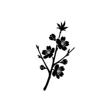 Kiraz çiçeği dalının minimalist siyah silüeti narin çiçekler ve küçük yapraklar, beyaz bir arka planda izole edilmiş..