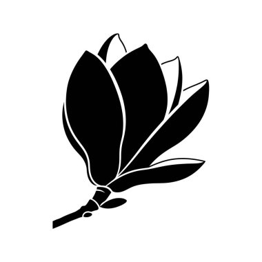 Çiçek açmış bir manolya çiçeğinin çarpıcı siyah beyaz çizimi narin taç yapraklarını ve doğal güzelliğini gözler önüne seriyor..