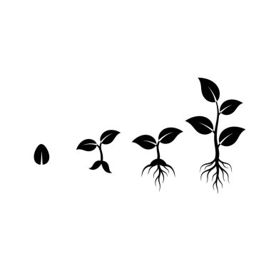 Bir bitkinin tüm yaşam döngüsünü gözler önüne serer, küçük bir tohumdan görünür kökleri olan tam gelişmiş bir bitkiye kadar gelişmesini gösterir..