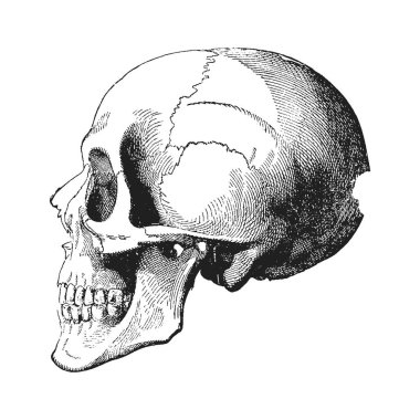 Bir insan kafatasının ayrıntılı çizimi