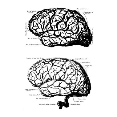 Siyah ve beyaz beyin çizimi ayrıntıları