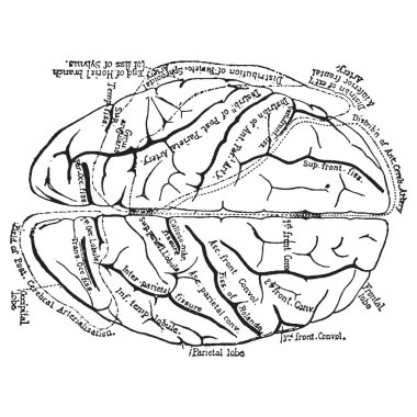 İnsan beyin yapısının ayrıntılı çizimi