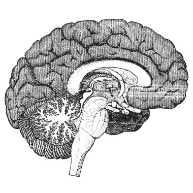 Ayrıntılı resimde insan beyni anatomisi