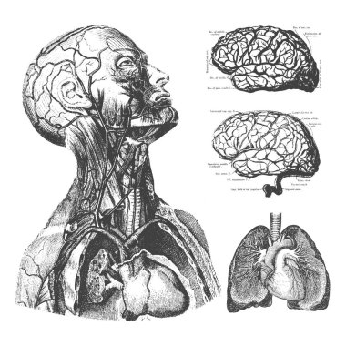 İnsan beyni ve organlarının detaylı çizimi