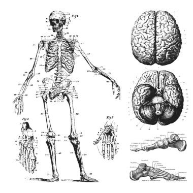 İnsan iskeleti ve beyninin detaylı çizimi