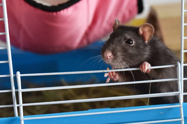 Rat Pet Agouti Dumbo Cage Stok Lukisan  