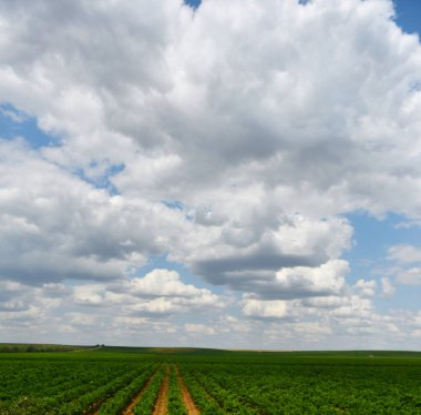 Bulutlu bir gökyüzünün arka planına uzanan bir üzüm bağı