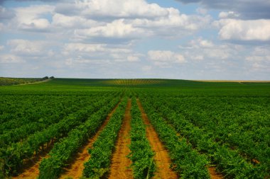 Bulutlu bir gökyüzünün arka planına uzanan bir üzüm bağı