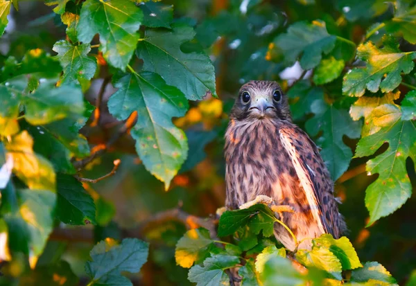 Wildvogelfalke Laub Eines Baumes — Stockfoto