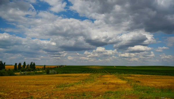 Szőlőültetvény Nyúlik Horizontig Felhős Hátterében — Stock Fotó