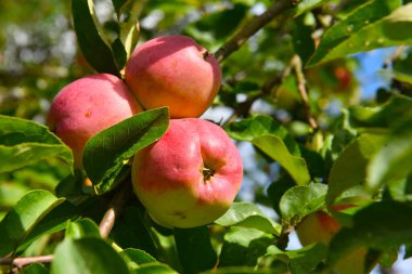 Olgun kırmızı elmalar yeşil yapraklarla ağaçların dallarında
