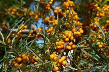 Ağacın üzerinde parlak sarı meyveler