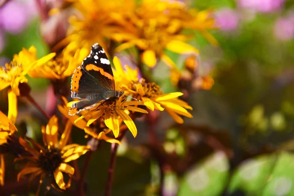 Πεταλούδα Λαμπερό Κίτρινο Χρώμα — Φωτογραφία Αρχείου