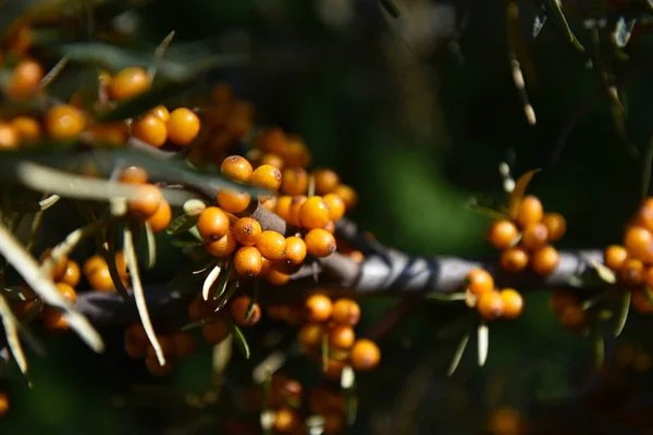 Olivello Spinoso Bacche Giallo Brillante Sull Albero — Foto Stock