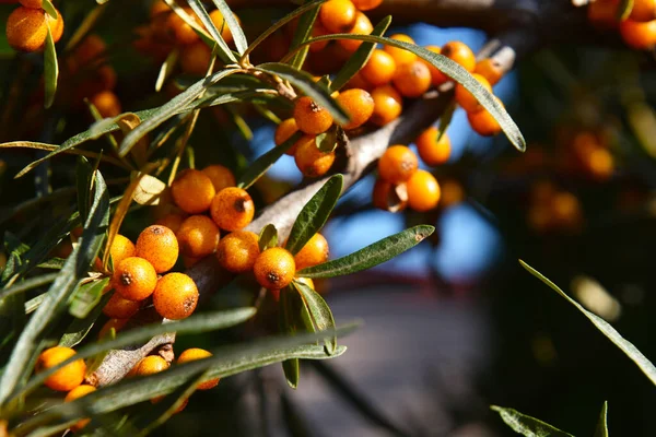 Mar Buckthorn Bagas Amarelas Brilhantes Árvore — Fotografia de Stock