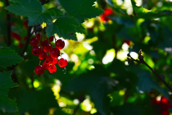 Klarröda Vinbär Grönt Bladverk — Stockfoto