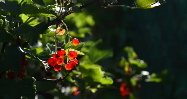 Groselha Vermelha Brilhante Bagas Folhagem Verde — Fotografia de Stock