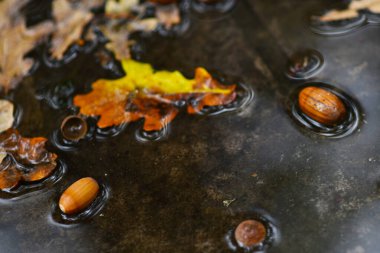 Palamutlar ve düşen meşe yaprakları sonbahar göletinde