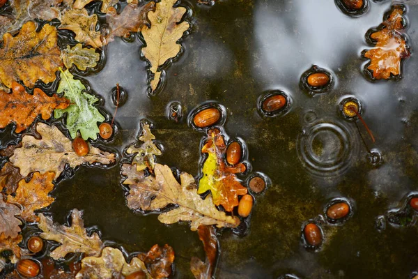 Ghiande Foglie Quercia Cadute Una Pozzanghera Autunno — Foto Stock