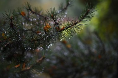 Sonbahar parkı yağmurdan sonra