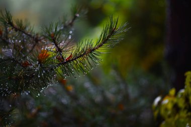 Sonbahar parkı yağmurdan sonra