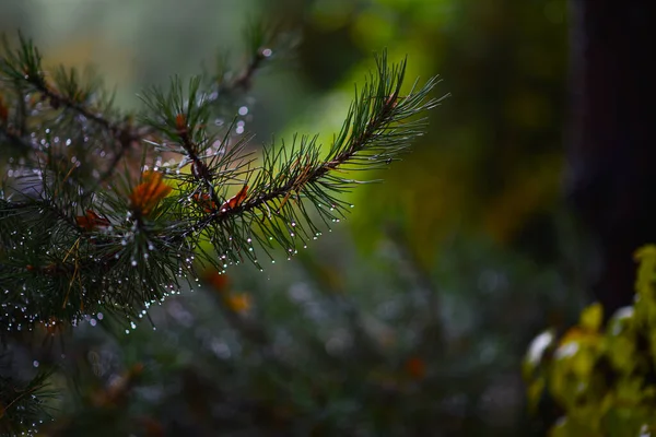 Outono Parque Após Chuva — Fotografia de Stock