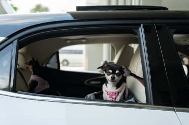 İki küçük chihuahua köpeği bir arabaya biner, seyahat ederken pencereden dışarı bakarlar.