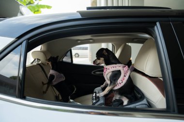 Araba koltuklarında oturan iki küçük köpek, yolculuğa hazır.