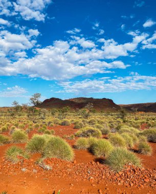 Kırsal arazi, kırmızı toprak, yeşil spinifex ve mavi gökyüzünün altındaki çalılıkları gösteriyor.
