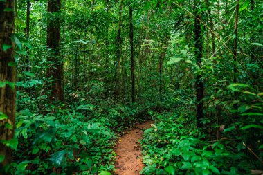 Yoğun tropikal yağmur ormanları arasında dolanan toprak yol, dokunulmamış güzellikleri gösteriyor.