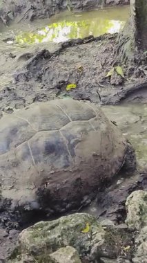 Çamurda hareket eden bir Galapagos kaplumbağasının orta ölçekli bir görüntüsü.