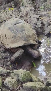 Çamurda hareket eden bir Galapagos kaplumbağasının orta ölçekli bir görüntüsü.