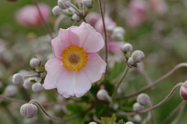 Kapalı - pembe çiçek, yaban gülü