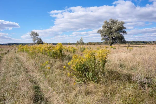 Sarı çiçekli ve otlu manzara