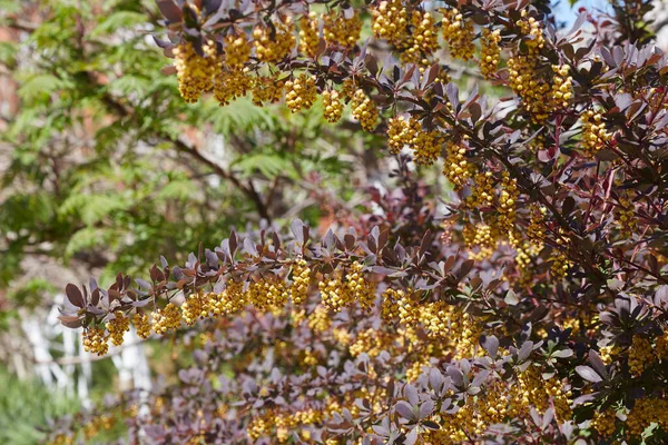 Ağaç dallarında sarı çiçekler
