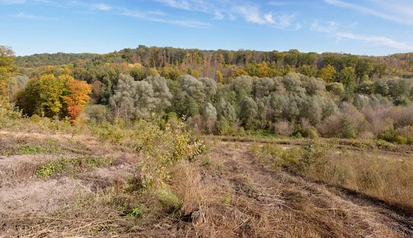 Sonbaharda bir tarlada güzel bir ağaç görüntüsü.