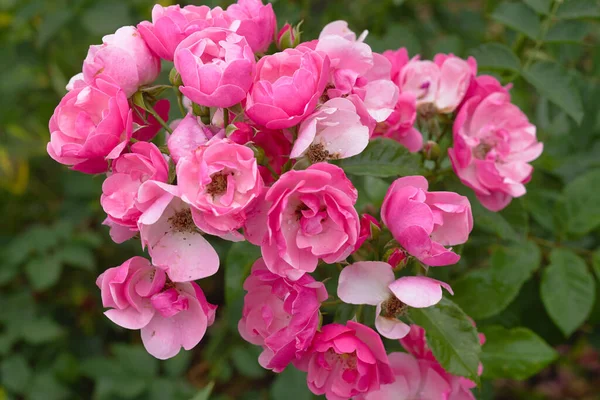 Güzel pembe güller bir çalılığın dalında