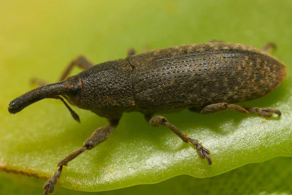 Yeşil böceğe yakın çekim