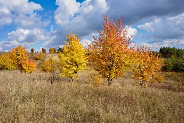 Sonbahar manzarasında sarı yapraklı renkli ağaçlar, Çek Cumhuriyeti
