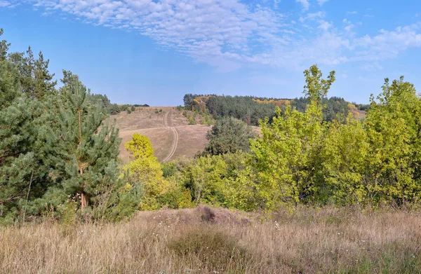 Güzel bir ormanı olan manzara.