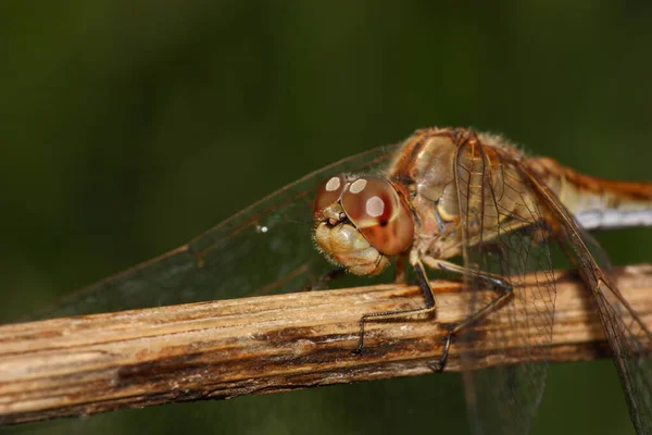 Yusufçuğa yakından bakmak, doğa kavramı.