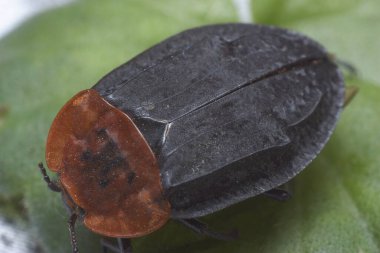 Kırmızı lekeli siyah bir böceğin makro görüntüsü.