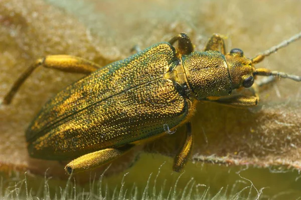 Yeşil bir çekirgenin yakın plan çekimi.