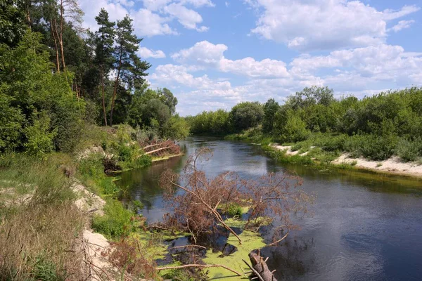 Ormanda küçük bir köprüsü olan güzel bir nehir
