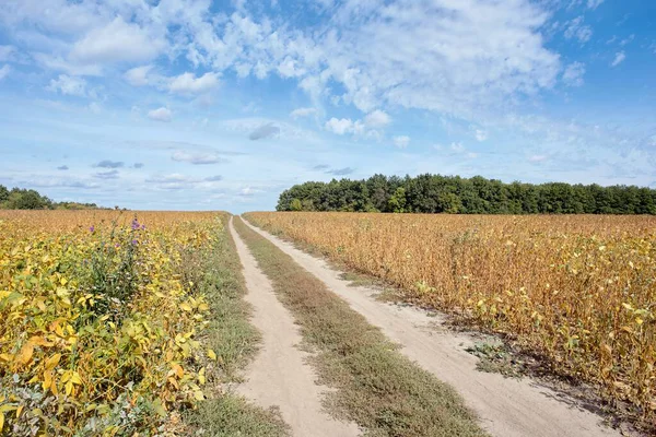 Bir yol ve tarlası olan sonbahar manzarası