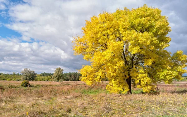 Sonbaharda sarı ağaç.
