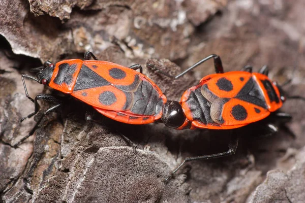 bir daldaki kırmızı böcekler.