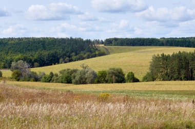 Sonbahar ormanı sabahları
