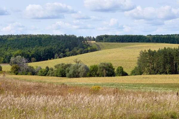 Sonbahar ormanı sabahları
